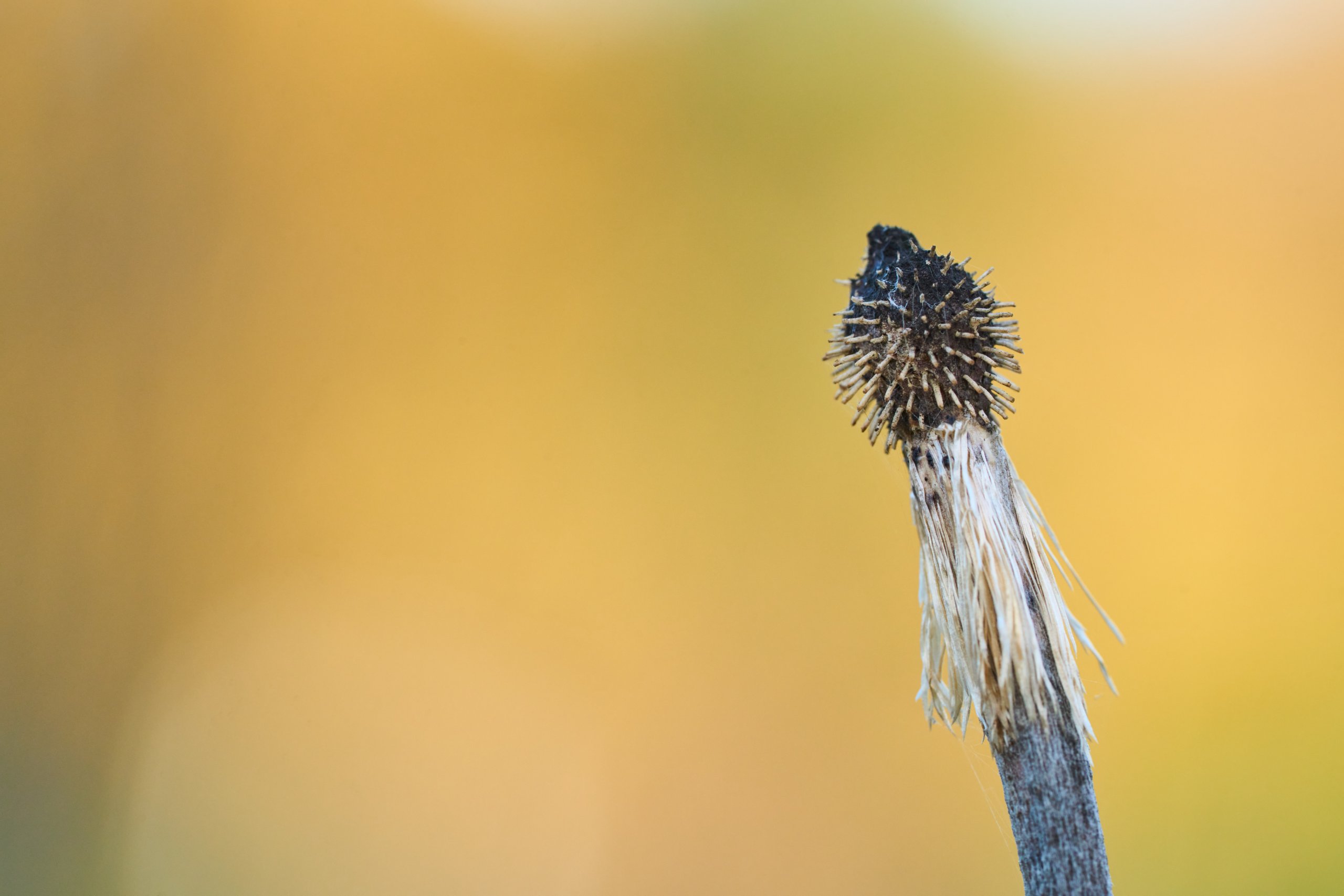 2025 11 02 Gruga 0056